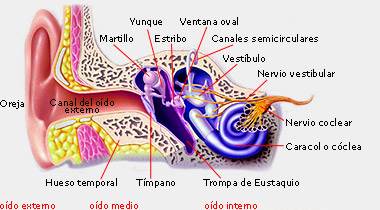 fumar afecta la audicion